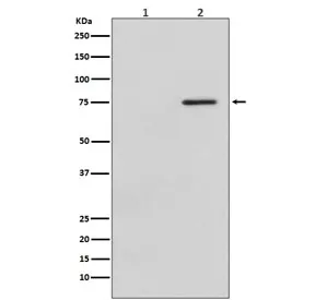 Phospho-Raf1 Recombinant Antibody / c-Raf (pS621) - image 1