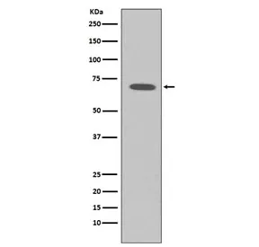 Raf1 Recombinant Antibody / c-Raf - image 1
