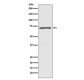 Raf1 Recombinant Antibody / c-Raf - image 1