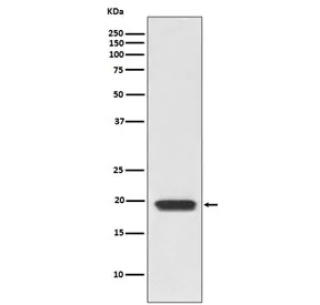 CD3 delta Recombinant Antibody / CD3D - image 1
