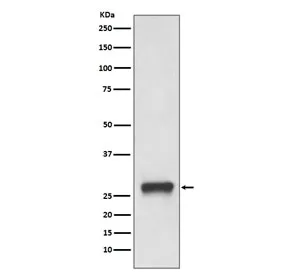 HLA-DPB1 Recombinant Antibody (MHC II) - image 1