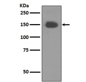 TrkA Recombinant Antibody / NTRK1 - image 1