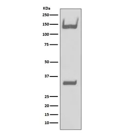 TrkA/TrkB/TrkC Recombinant Antibody - image 1