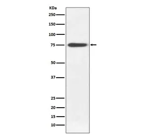 IgM Heavy Chain Recombinant Antibody - image 1