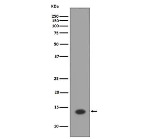 Histone H2A Recombinant Antibody - image 1