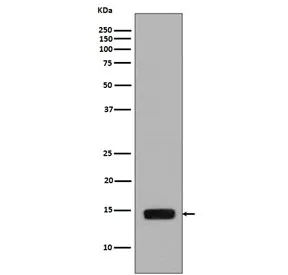 Phospho-Histone H2A Recombinant Antibody (pS129) - image 1