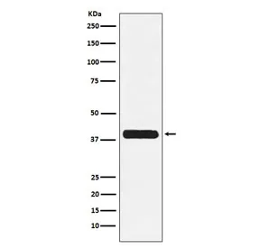 Glycophorin C Recombinant Antibody - image 1