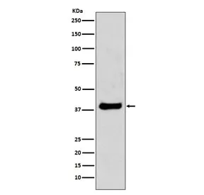 JUN Recombinant Antibody - image 1