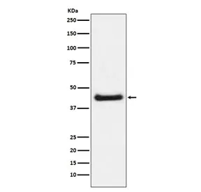 Phospho-JUN Recombinant Antibody (pS63) - image 1
