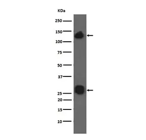 Integrin alpha V Recombinant Antibody / ITGAV - image 1