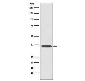 Annexin A2 Recombinant Antibody / ANXA2 - image 1