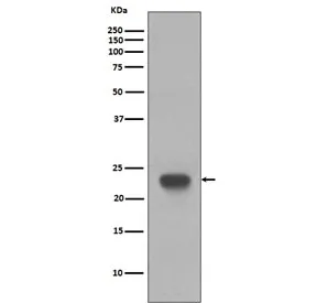 CD3 epsilon Recombinant Antibody - image 1