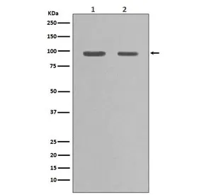 Hsp90 alpha Recombinant Antibody / HSP90AA1 - image 1