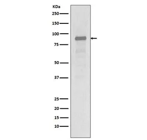 Hsp90 alpha Recombinant Antibody / HSP90AA1 - image 1