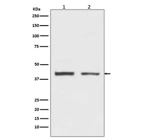 hnRNP C1/C2 Recombinant Antibody / HNRNPC - image 1