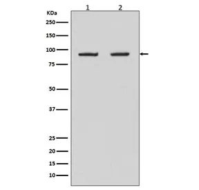 HSP90 beta Recombinant Antibody / HSP90AB1 - image 1