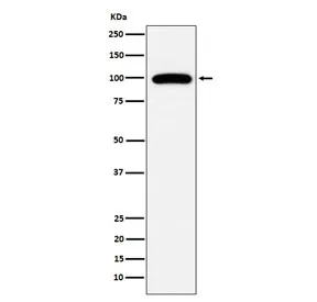 CD10 Recombinant Antibody / Neprilysin - image 1