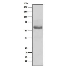 OCT-2 Recombinant Antibody / POU2F2 - image 1