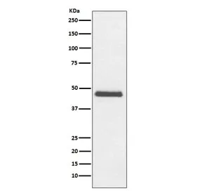 CNPase Recombinant Antibody - image 1