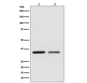 WNT2 Recombinant Antibody - image 1
