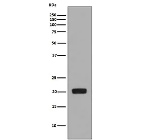 Macrophage Colony Stimulating Factor 1 Recombinant Antibody / CSF1 - image 1