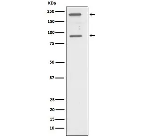 C4A Recombinant Antibody / Complement C4A - image 1