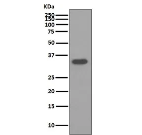 Osteopontin Recombinant Antibody / OPN / SPP1 - image 1