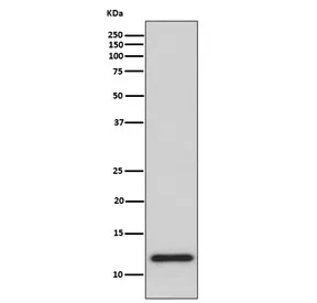 Thioredoxin Recombinant Antibody - image 1