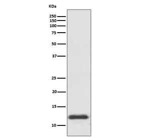 Thioredoxin Recombinant Antibody - image 1