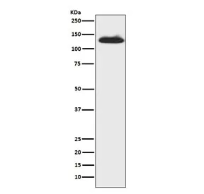 c-Kit Recombinant Antibody / CD117 - image 1