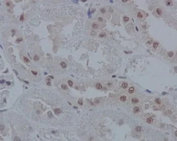 IRF1 Recombinant Antibody - image 1