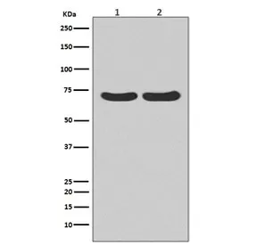 HSC70 Recombinant Antibody / HSPA8 - image 1