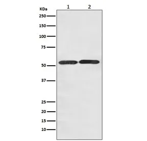 GLUT3 Recombinant Antibody / SLC2A3 - image 1