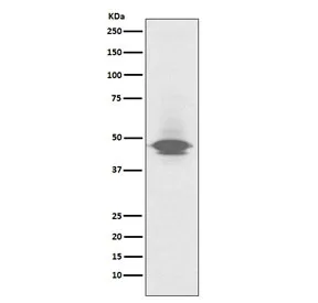 CD79a Recombinant Antibody - image 1