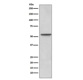 Src Recombinant Antibody - image 1