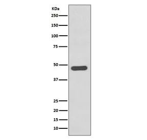Tissue Factor Recombinant Antibody / F3 / CD142 - image 1