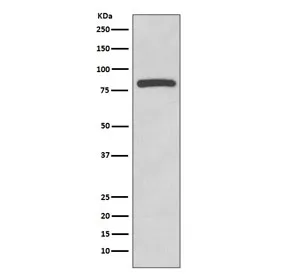 Glycogen synthase 1 Recombinant Antibody / GYS1 - image 1