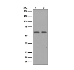 Cyclin B1 Recombinant Antibody / CCNB1 - image 1