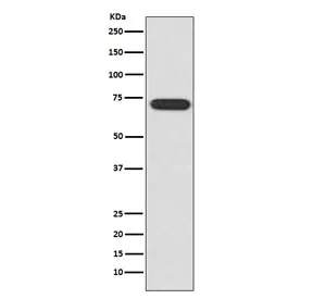 ATF2 Recombinant Antibody - image 1