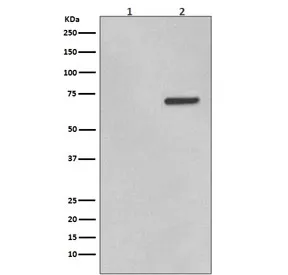 Phospho-ATF2 Recombinant Antibody (pT71) - image 1
