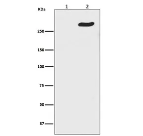POLR2A Recombinant Antibody / RNA polymerase II subunit RPB1 / Phosphorylated Serine 5 - image 1