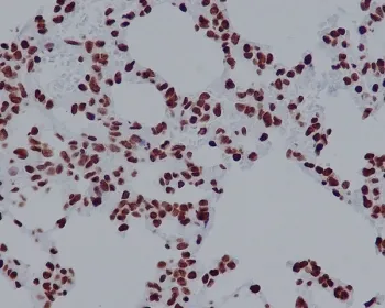 Histone H2AX Recombinant Antibody / H2AFX - image 1