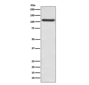P-Selectin Recombinant Antibody / SELP / CD62P - image 1