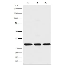 Histone H1.2 Recombinant Antibody / HIST1H1C - image 1