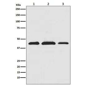 AKT1S1 Recombinant Antibody / PRAS40 - image 1