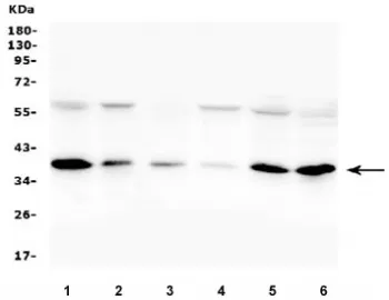 ORAI1 Antibody / CRACM1 - image 1