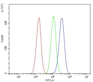 ALDH2 Antibody - image 1