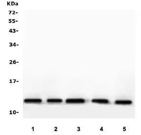 Thioredoxin 2 Antibody / TXN2 - image 1