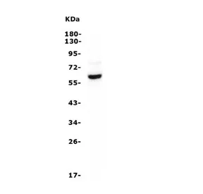 ASIC1 Antibody - image 1