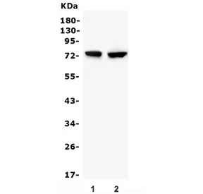 Beta Glucuronidase Antibody / Gusb - image 1